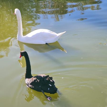 L'Isola Aer B&B Lesina Dış mekan fotoğraf