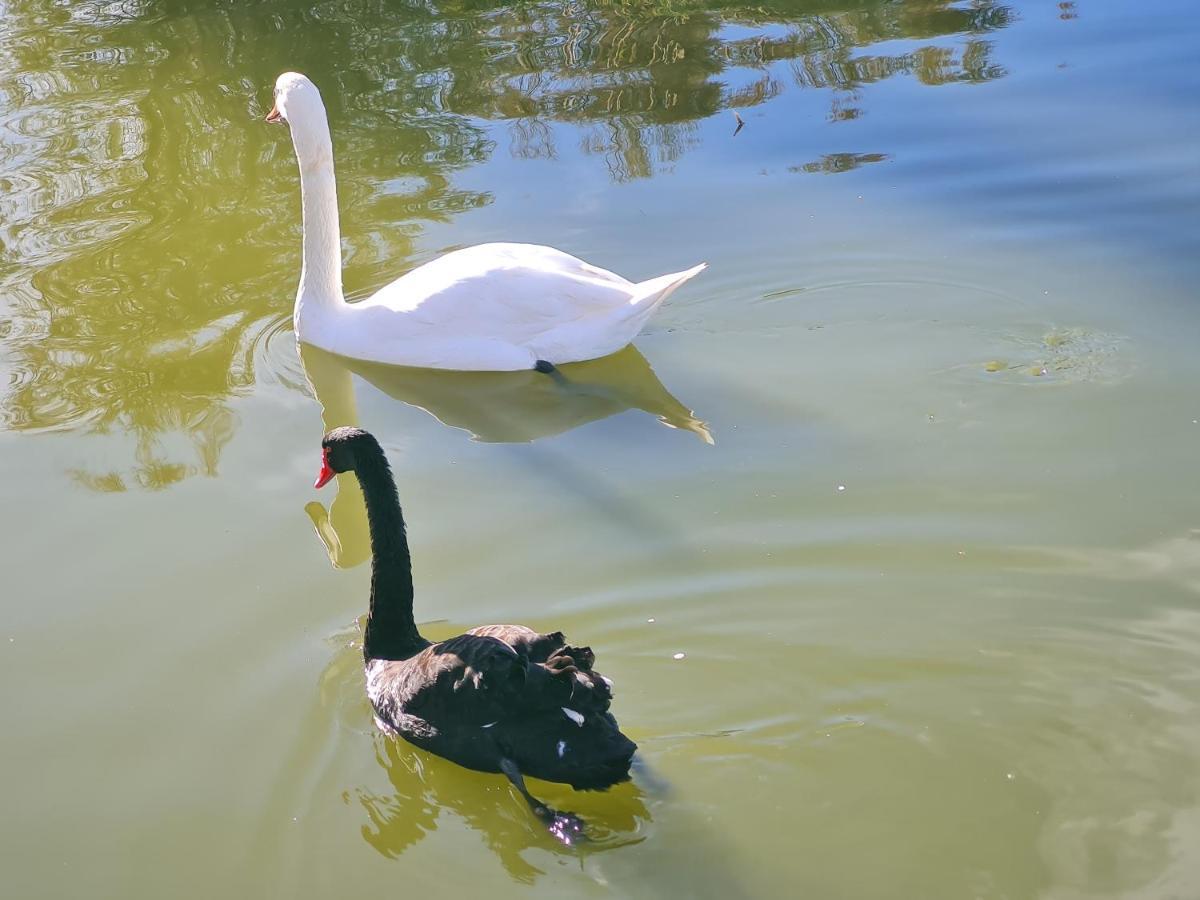 L'Isola Aer B&B Lesina Dış mekan fotoğraf